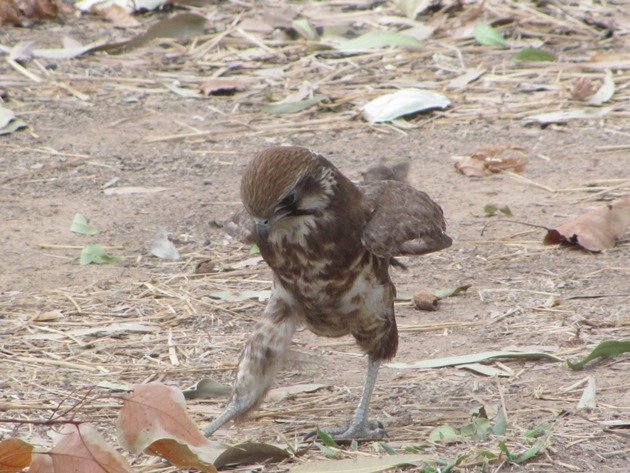 brown-falcon-foraging-10