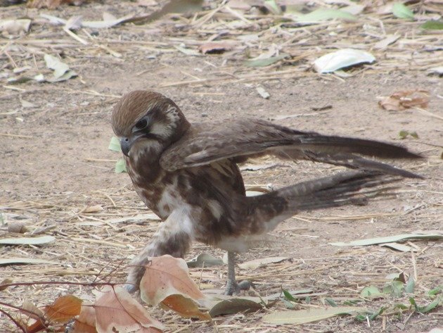 brown-falcon-foraging-11