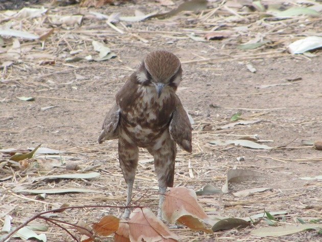 brown-falcon-foraging-12