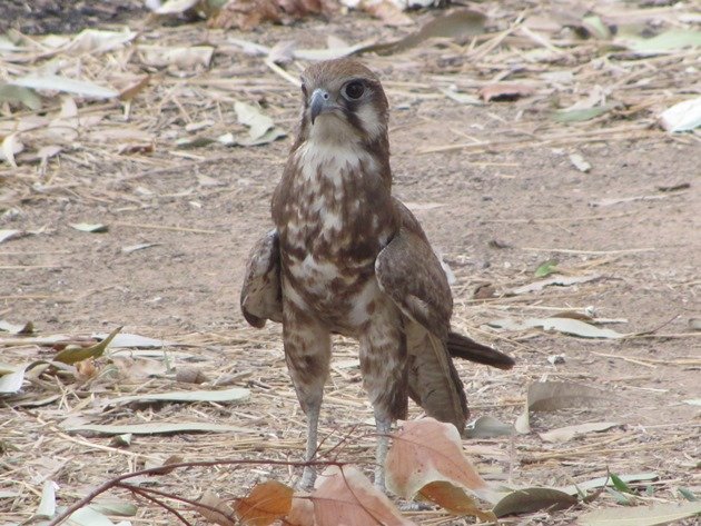 brown-falcon-foraging-13