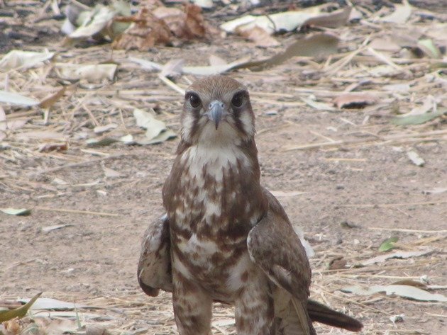 brown-falcon-foraging-14