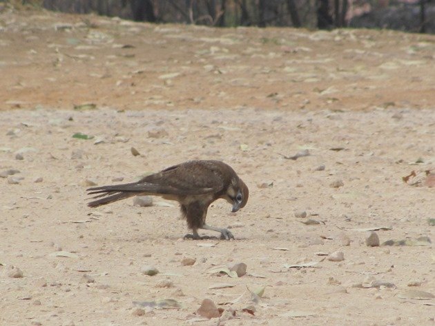 brown-falcon-foraging-2