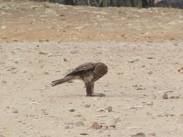 brown-falcon-foraging-3