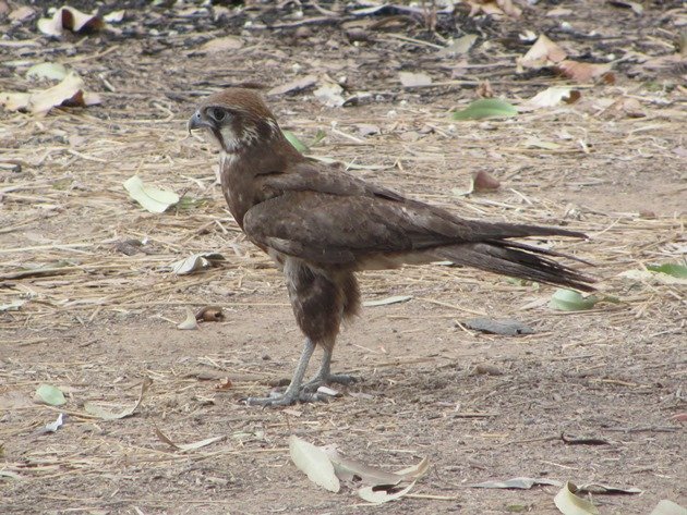 brown-falcon-foraging-4