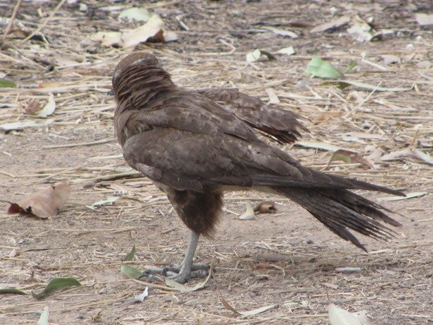 brown-falcon-foraging-5