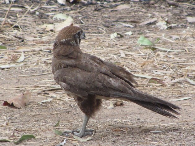 brown-falcon-foraging-6