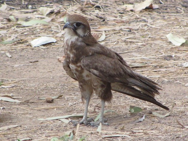 brown-falcon-foraging-7