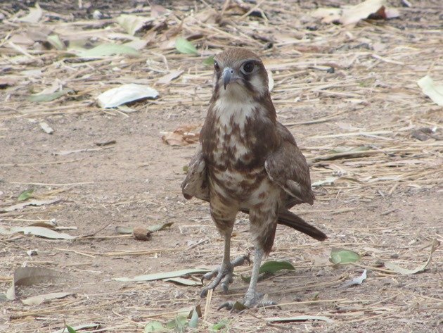 brown-falcon-foraging-8