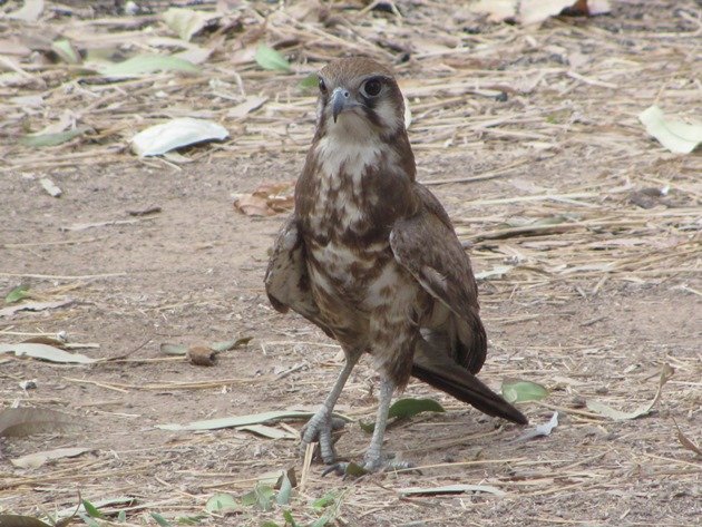 brown-falcon-foraging-9