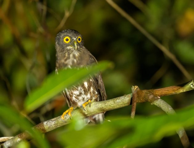 Animalstuffstore Brown-Hawk-Owl_DSC9424_Tabin_Jul-14-2023-630x481 Birding Tabin, Sabah, Borneo – 10,000 Birds Bird  