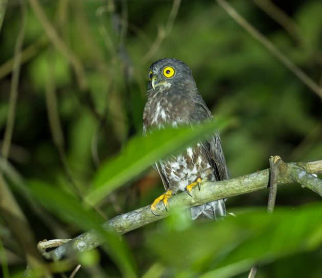 Animalstuffstore Brown-Hawk-Owl_DSC9498_Tabin_Jul-14-2023-630x545 Birding Tabin, Sabah, Borneo – 10,000 Birds Bird  