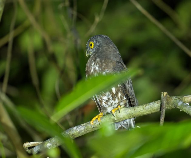 Animalstuffstore Brown-Hawk-Owl_DSC9509_Tabin_Jul-14-2023-630x520 Birding Tabin, Sabah, Borneo – 10,000 Birds Bird  