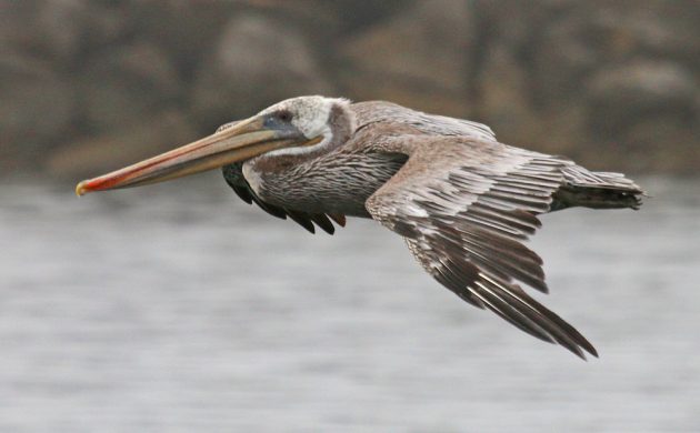 Brown Pelican