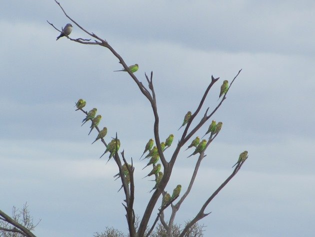 Budgerigars and Black-faced Woodswallows