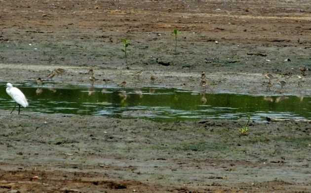 buff-breasted-sandpiper