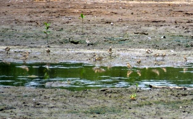 buff-breasted-sandpipers