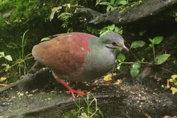 Casa Tangara dowii, Costa Rica, or over the Misty Mountains cold