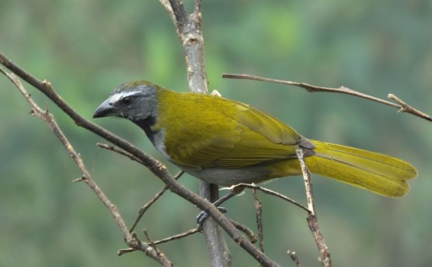 Buff-throated saltator not throat