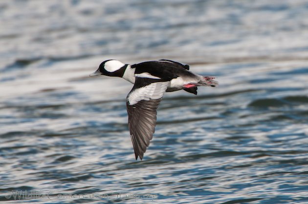 Bufflehead Drake