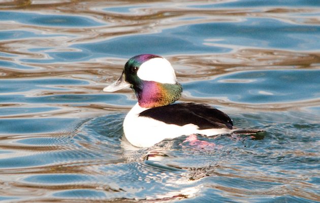 Bufflehead Drake