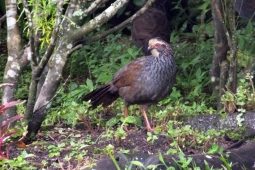 Grouse in PA, Grouse in Costa Rica