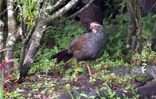 Buffy-crowned-wood-partridge