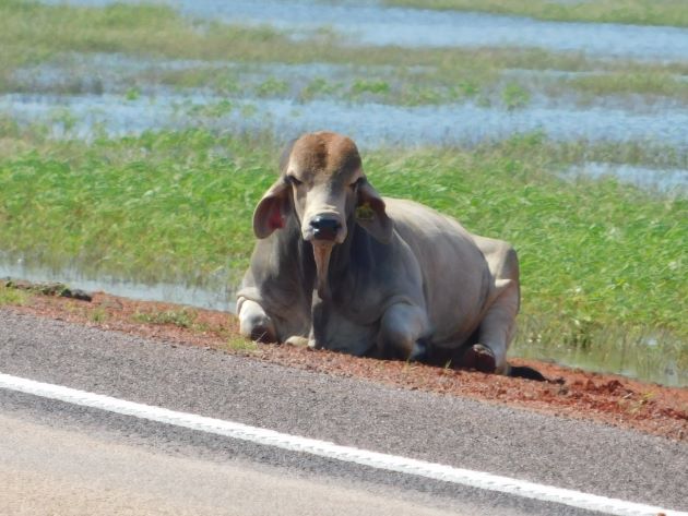 Animalstuffstore Bull The Moist Season continues in Broome – 10,000 Birds Bird  