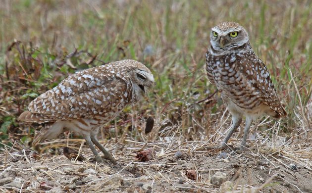 burrowing-owls