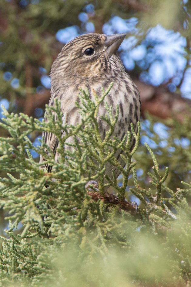 Cassin's Finch Female