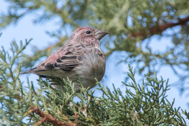 Cassin's Finch Male