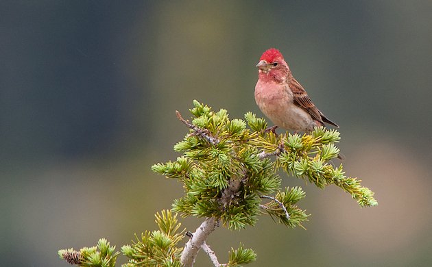 Cassin's Finch Male