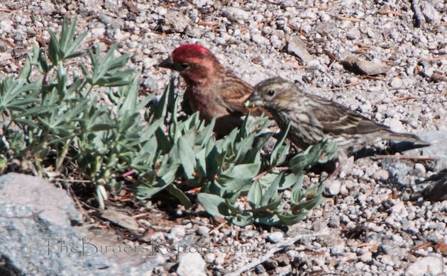 Cassin's Finch Pair