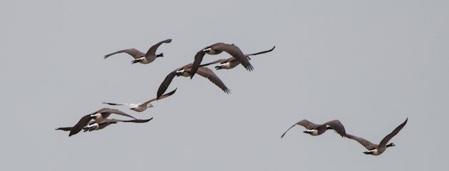 Snow Goose and Canada Geese