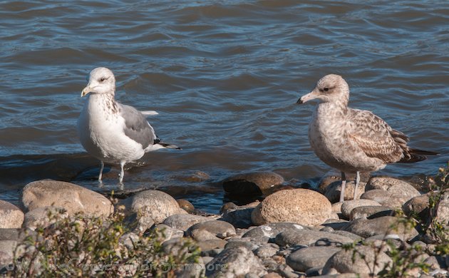 California Gull