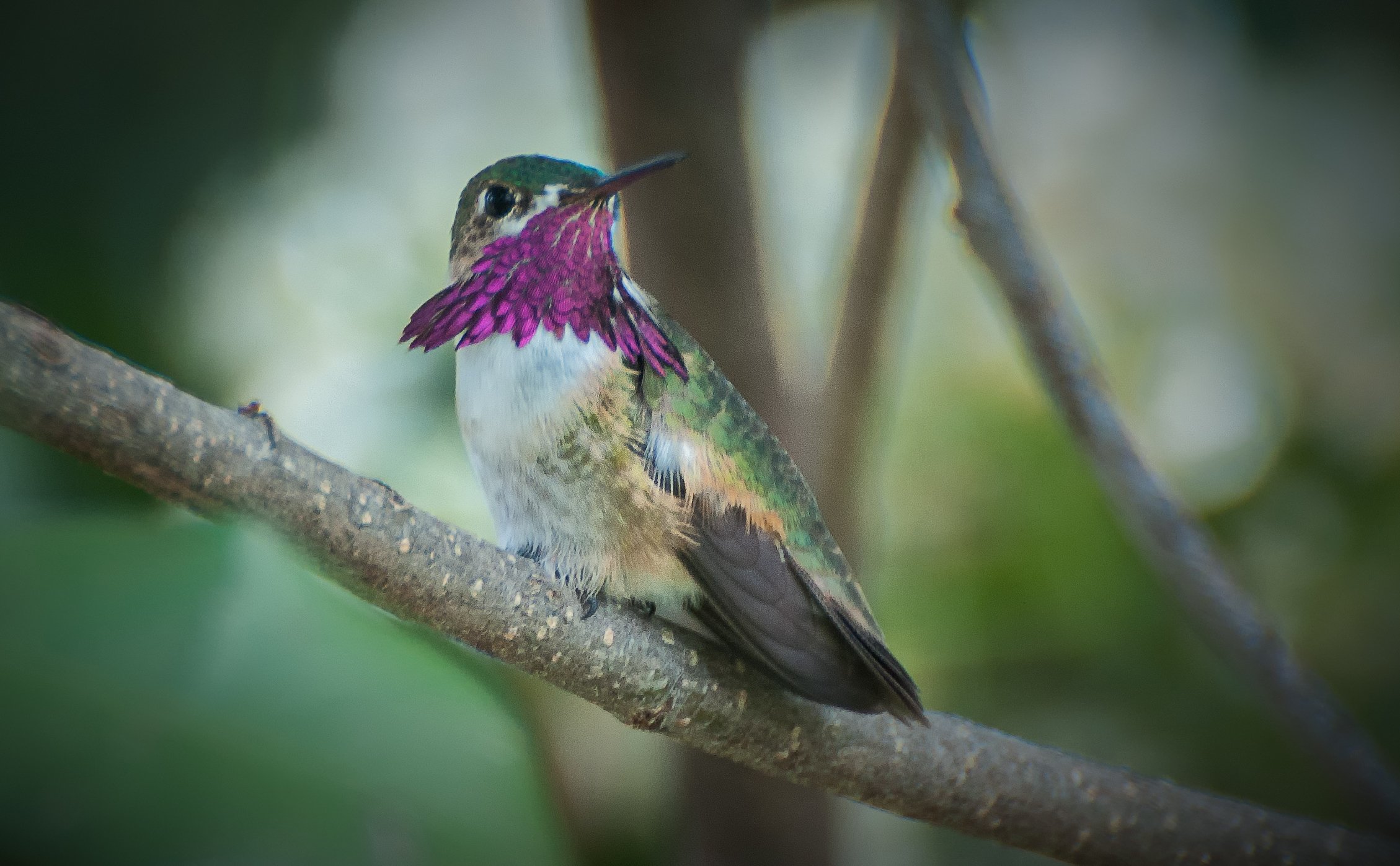 Calliope Hummingbird Male