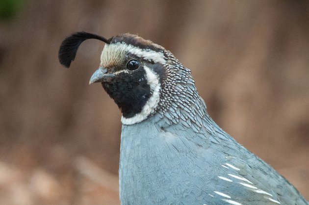 California Quail