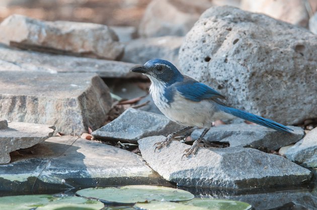 California Scrub-Jay