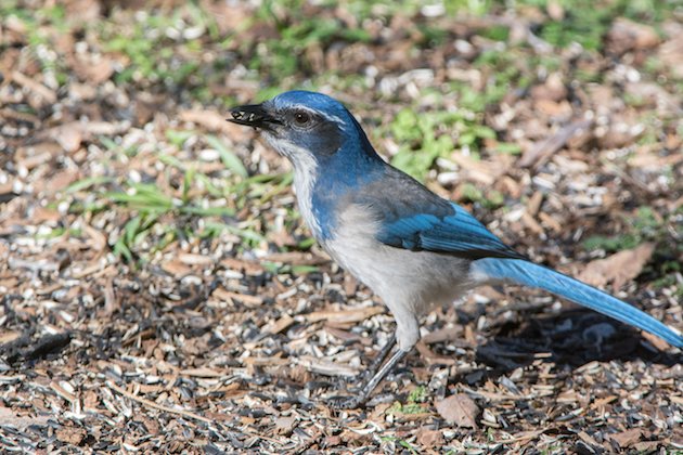 California Scrub-Jay