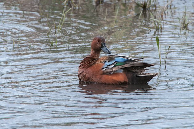 Cinnamon Teal Drake