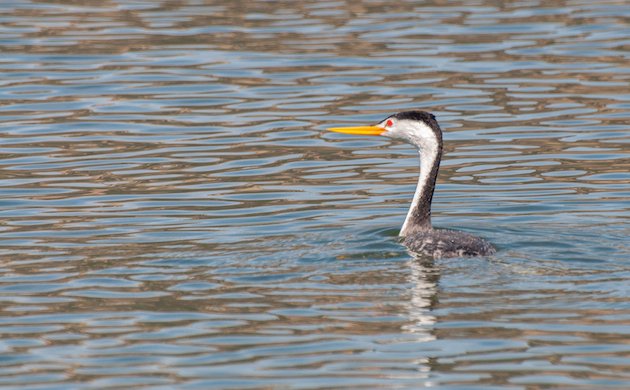 Clark's Grebe