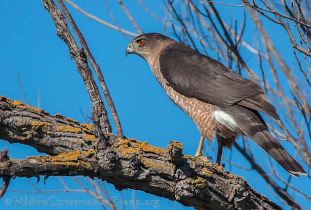 Cooper's Hawk