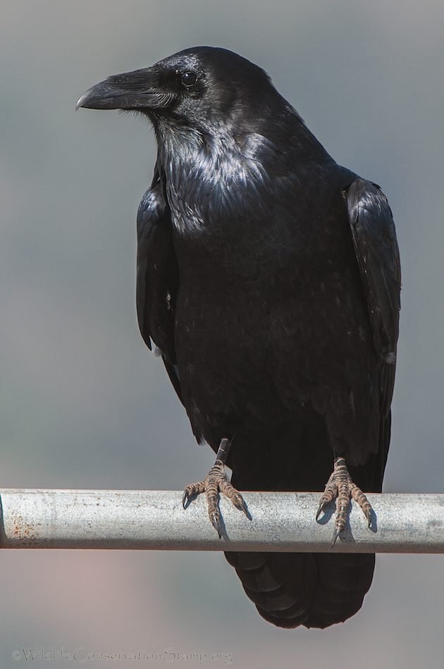 Common Raven