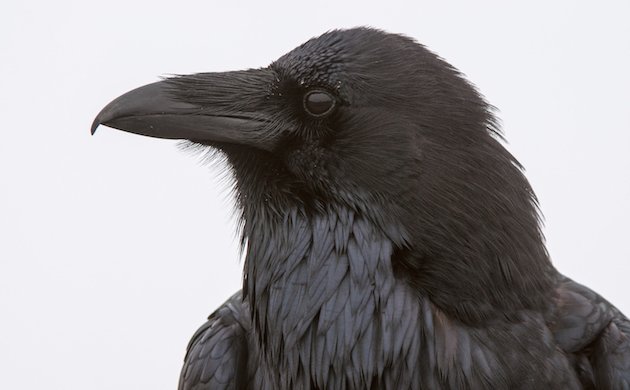 Common Raven