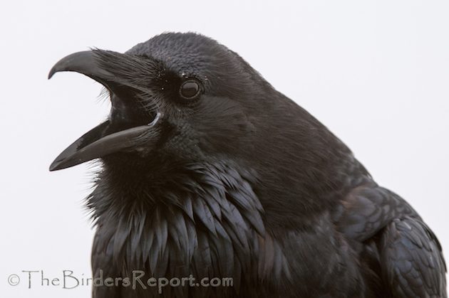 Common Raven