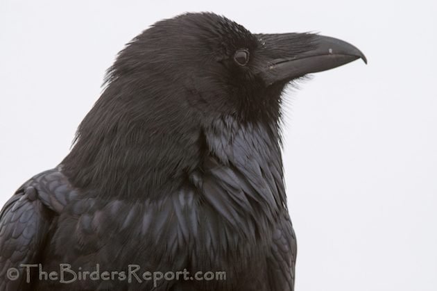 Common Raven