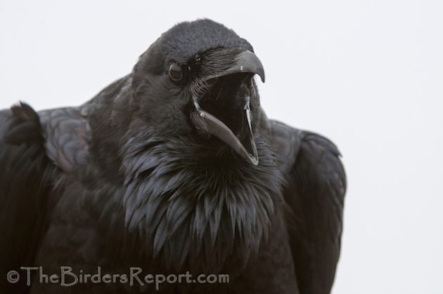 Common Raven