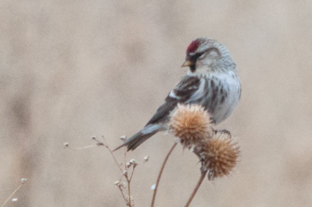 Common Redpoll