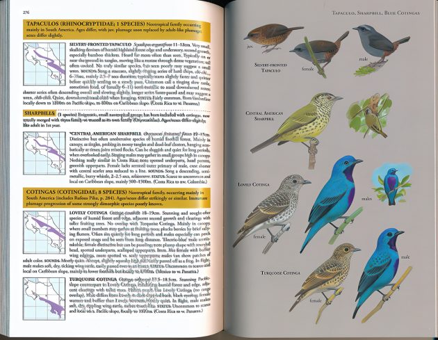 Animalstuffstore CR-cotinga-D2.final_-630x489 A Subject Information Assessment Doubleheader – 10,000 Birds Bird  