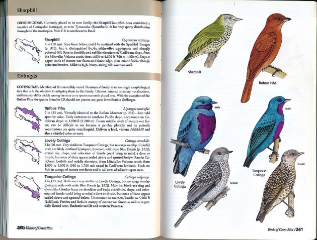 Animalstuffstore CR-cotinga-G.final_-630x478 A Subject Information Assessment Doubleheader – 10,000 Birds Bird  