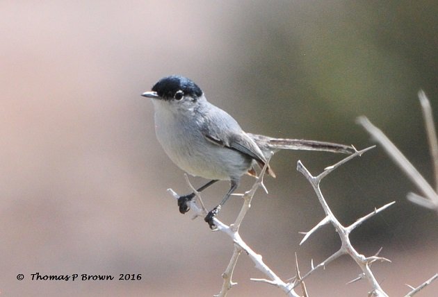 California Gnatcatcher (1)